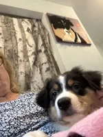 Alan, a male Australian Shepherd for sale in Trenton, NJ – 4 of 7