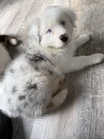Elaine, a female Australian Shepherd for sale in Trenton, NJ – 10 of 10