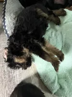 Sally, a female Brussels Griffon for sale in Trenton, NJ – 1 of 1