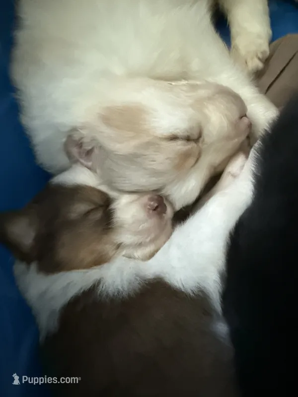 Alex – Australian Shepherd puppy for sale in Trenton, NJ