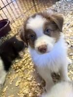 Alex, a male Australian Shepherd for sale in Trenton, NJ – 4 of 9