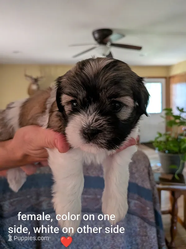 Ellie – Havanese puppy for sale in Trenton, NJ