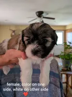 Ellie, a female Havanese for sale in Trenton, NJ – 1 of 5
