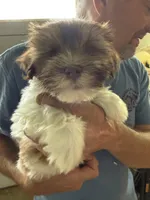 Jemma, a female Havanese for sale in Trenton, NJ – Photo 3 of 3