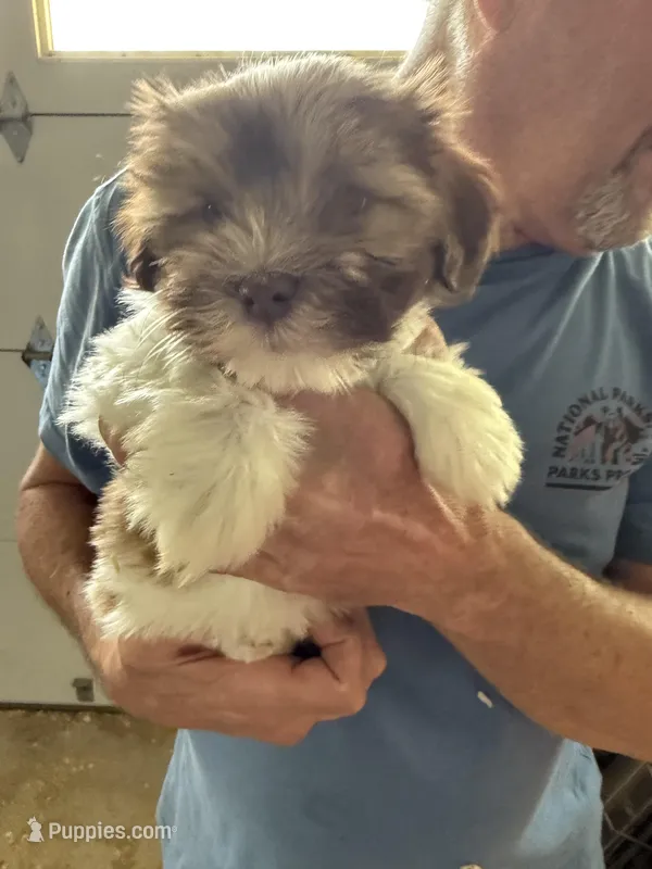 Jemma – Havanese puppy for sale in Trenton, NJ