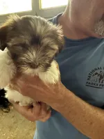 Jemma, a female Havanese for sale in Trenton, NJ – Photo 2 of 3