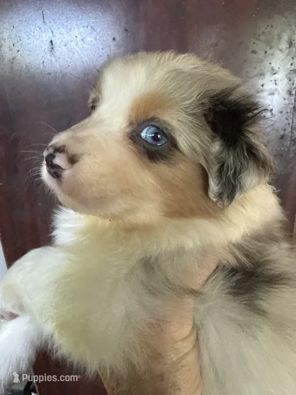 Aiden – Australian Shepherd puppy for sale in Trenton, NJ