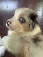 Aiden, a male Australian Shepherd for sale in Trenton, NJ – 4 of 10