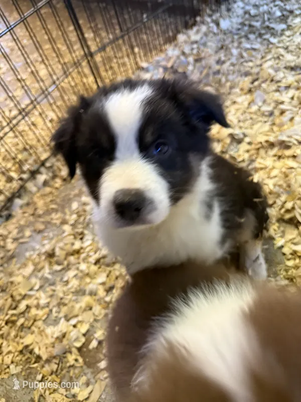Allison  – Australian Shepherd puppy for sale in Trenton, NJ
