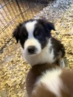 Allison , a female Australian Shepherd for sale in Trenton, NJ – 2 of 10