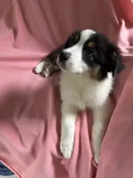 Alan, a male Australian Shepherd for sale in Trenton, NJ – 6 of 7