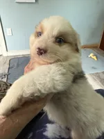 Baxter, a male Australian Shepherd for sale in Trenton, NJ – 9 of 10