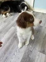 Arthur, a male Australian Shepherd for sale in Trenton, NJ – 3 of 9
