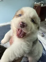 Baxter, a male Australian Shepherd for sale in Trenton, NJ – 5 of 10