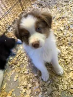 Alex, a male Australian Shepherd for sale in Trenton, NJ – 2 of 9