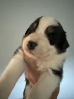 Elias, a male Australian Shepherd for sale in Trenton, NJ – 5 of 8