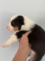 Everest, a male Australian Shepherd for sale in Trenton, NJ – 4 of 8