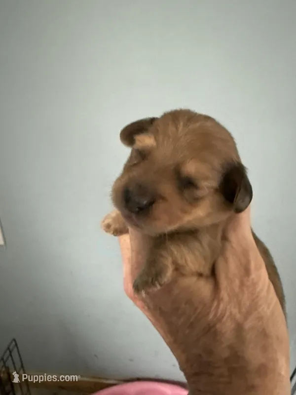 Reggie – Miniature Dachshund puppy for sale in Trenton, NJ