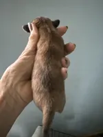 Reggie, a male Miniature Dachshund for sale in Trenton, NJ – Photo 8 of 9