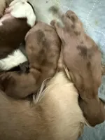 Reggie, a male Miniature Dachshund for sale in Trenton, NJ – Photo 3 of 9