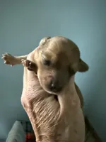 Reggie, a male Miniature Dachshund for sale in Trenton, NJ – Photo 9 of 9