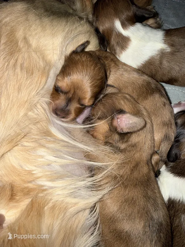 Reggie – Miniature Dachshund puppy for sale in Trenton, NJ