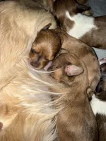 Reggie, a male Miniature Dachshund for sale in Trenton, NJ – Photo 1 of 9