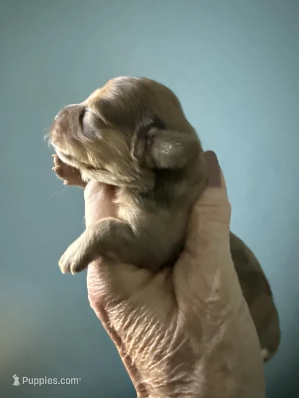 Reggie – Miniature Dachshund puppy for sale in Trenton, NJ