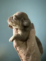 Reggie, a male Miniature Dachshund for sale in Trenton, NJ – Photo 5 of 9