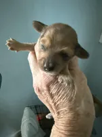 Reggie, a male Miniature Dachshund for sale in Trenton, NJ – Photo 7 of 9