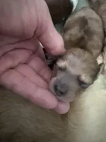 Reggie, a male Miniature Dachshund for sale in Trenton, NJ – Photo 2 of 9