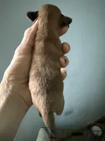 Reggie, a male Miniature Dachshund for sale in Trenton, NJ – Photo 6 of 9