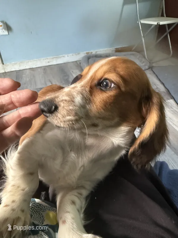 Ronnie – Miniature Dachshund puppy for sale in Trenton, NJ