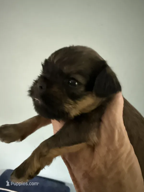 Salsa – Brussels Griffon puppy for sale in Trenton, NJ