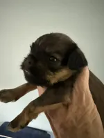Salsa, a female Brussels Griffon for sale in Trenton, NJ – 1 of 7