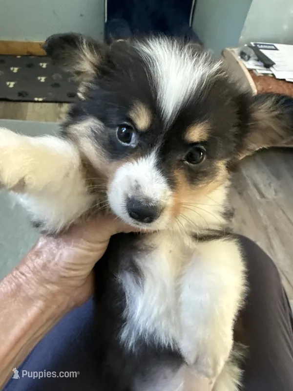Wendy – Pembroke Welsh Corgi puppy for sale in Trenton, NJ