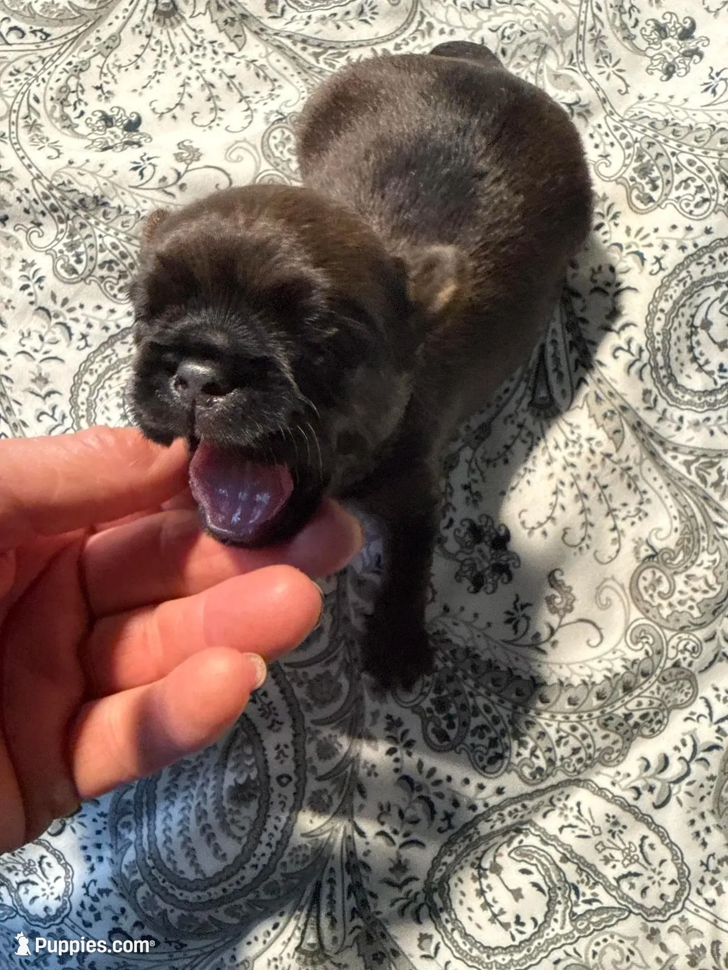 Leopold, a male Brussels Griffon for sale in Trenton, NJ – Photo 5 of 9