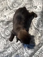 Leopold, a male Brussels Griffon for sale in Trenton, NJ – Photo 8 of 9