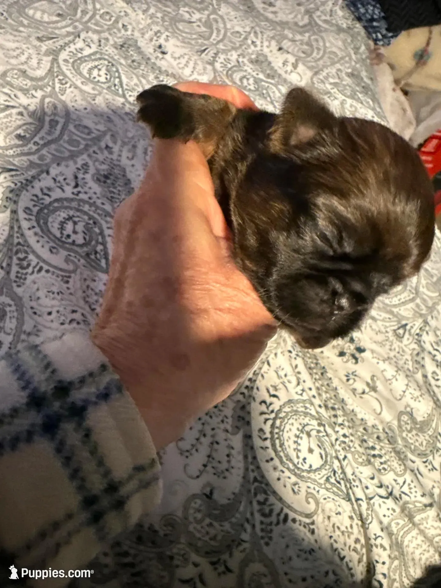 Leopold, a male Brussels Griffon for sale in Trenton, NJ – Photo 9 of 9