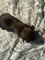 Leopold, a male Brussels Griffon for sale in Trenton, NJ – Photo 4 of 9