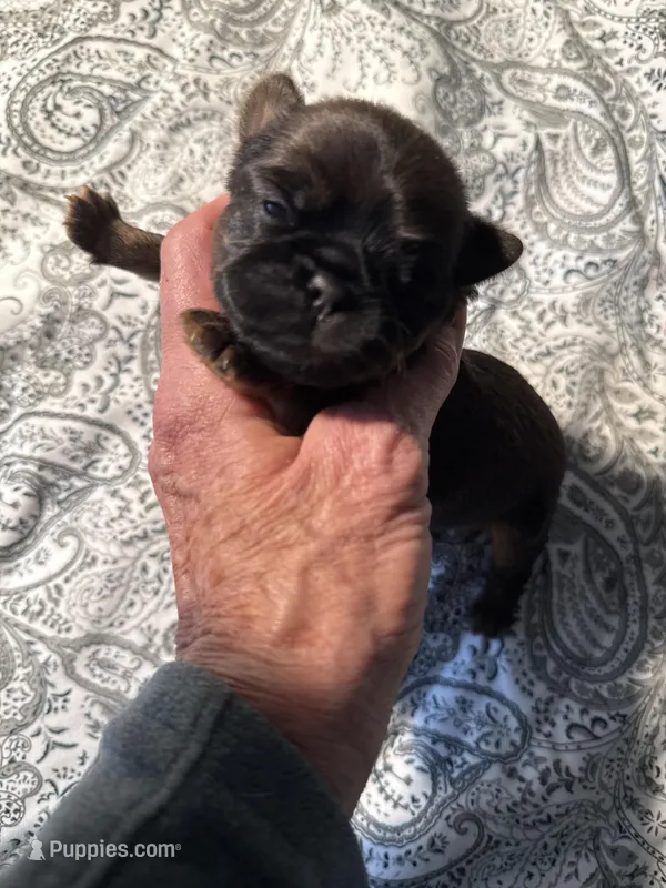 Leopold – Brussels Griffon puppy on hold in Trenton, NJ