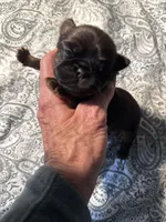 Leopold, a male Brussels Griffon for sale in Trenton, NJ – Photo 1 of 9