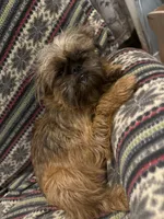Leopold, a male Brussels Griffon for sale in Trenton, NJ – Photo 3 of 9