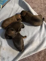 Leopold, a male Brussels Griffon for sale in Trenton, NJ – Photo 7 of 9