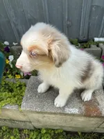 Abner, a  Australian Shepherd for sale in Trenton, NJ – 3 of 5