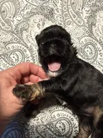 Sabastian, a male Brussels Griffon for sale in Trenton, NJ – 5 of 8