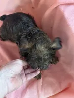 Lucy, a female Brussels Griffon for sale in Trenton, NJ – 5 of 8