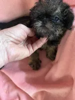 Lucy, a female Brussels Griffon for sale in Trenton, NJ – 3 of 8
