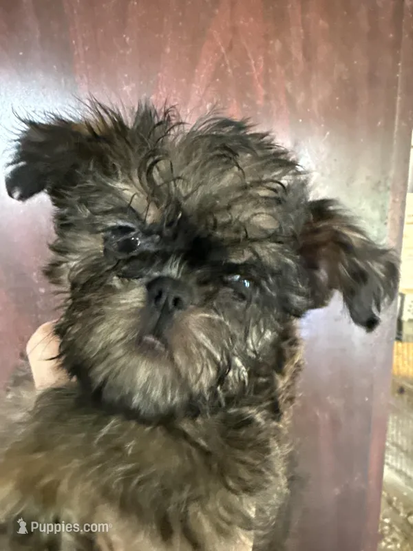 Lucy – Brussels Griffon puppy for sale in Trenton, NJ