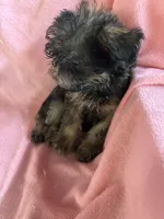 Lucy, a female Brussels Griffon for sale in Trenton, NJ – 7 of 8